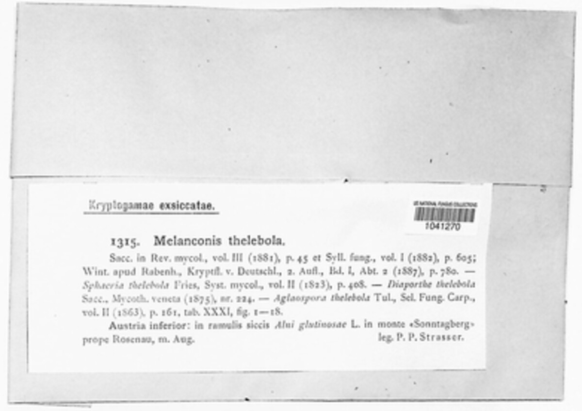 Pseudovalsella thelebola image